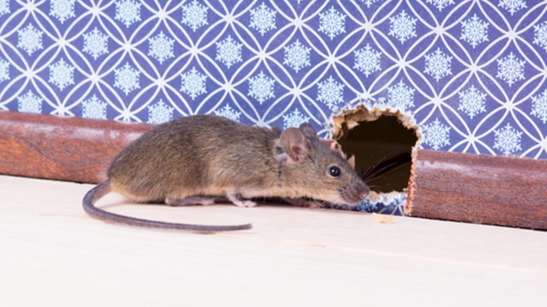 Rodent hole in the wall