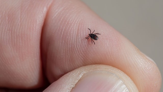 Tick on Finger